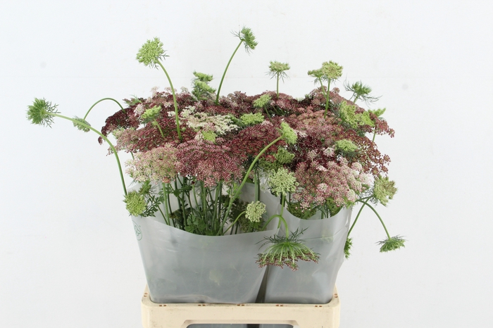 <h4>DAUCUS CAROTA DARA</h4>