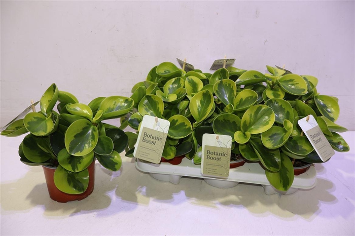 <h4>Pep Obt Obtipan</h4>