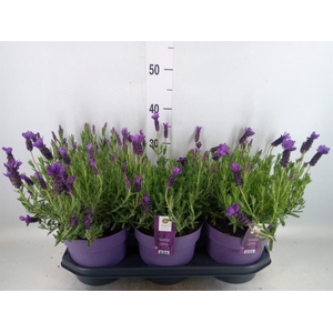 Lavandula stoec. 'Anouk'