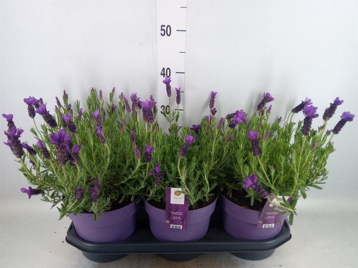 <h4>Lavandula stoec. 'Anouk'</h4>