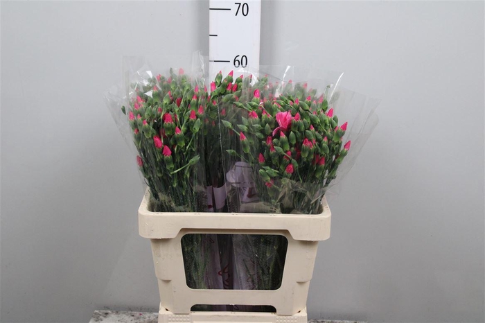 <h4>Di Te Solomio Imre</h4>