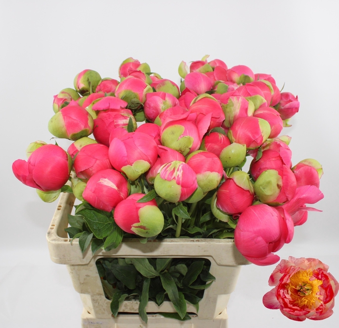 <h4>PAEO CORAL SUNSET</h4>