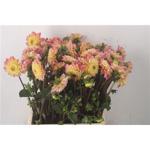 Dahl Dec Yellow Jil