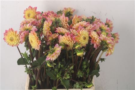 <h4>Dahl Dec Yellow Jil</h4>