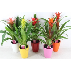 arr3 ZS - Ker. streep mix guzmania