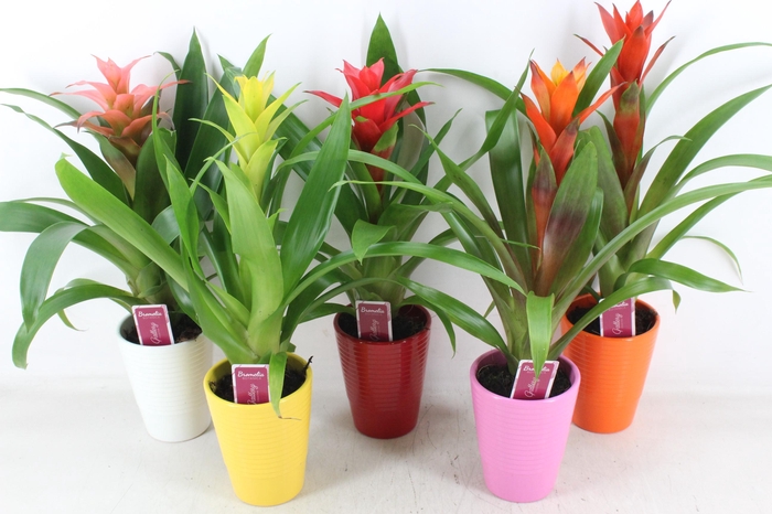 <h4>arr3 ZS - Ker. streep mix guzmania</h4>