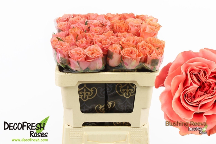 <h4>R Gr Blushing Reeva</h4>