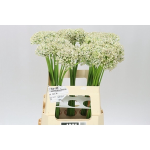 Allium Nigrum