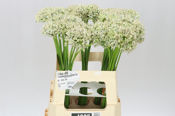 <h4>Allium Nigrum</h4>