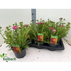 ACHI MILLEFOLIUM