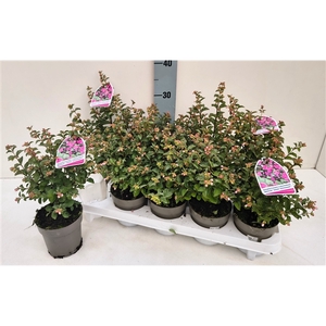 Symphoricarpos Magical Sweet T11 rosa