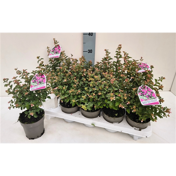 <h4>Symphoricarpos Magical Sweet T11 rosa</h4>