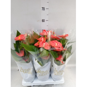 Anthurium andr. 'Sierra Orange'