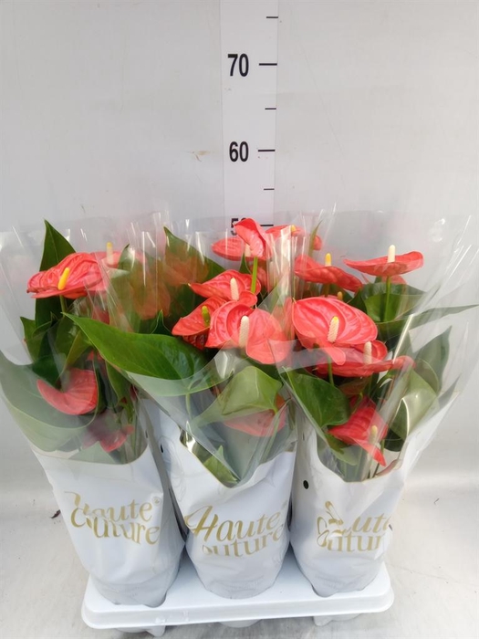 <h4>Anthurium andr. 'Sierra Orange'</h4>