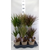 Dracaena   ...mix