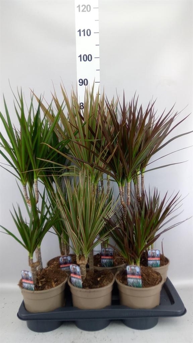 Dracaena   ...mix