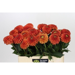Dahlia Zundert Mystery Fox