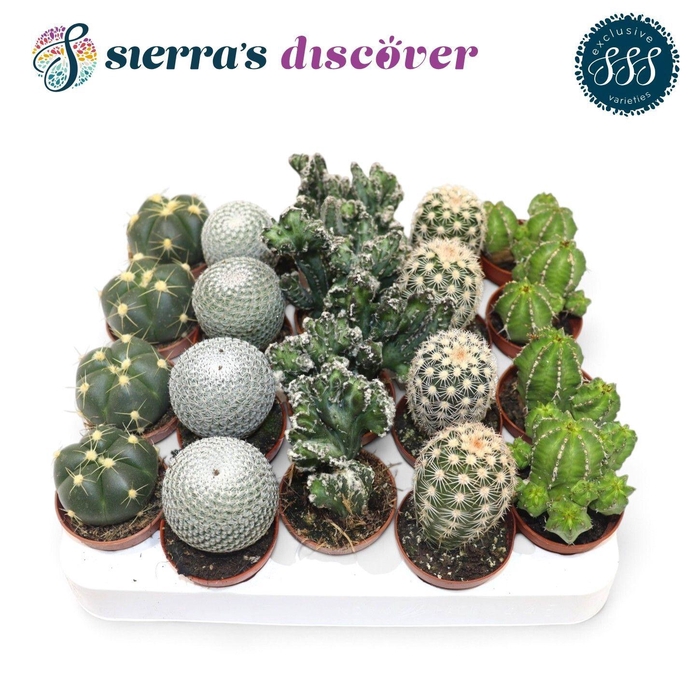 <h4>CACTUS GEM</h4>
