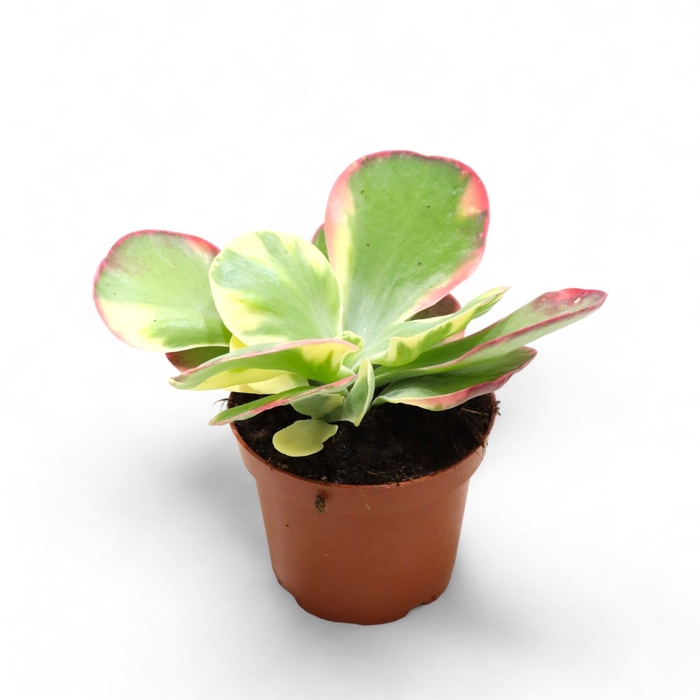 <h4>Kalanchoe Thyrsiflora Variagata</h4>