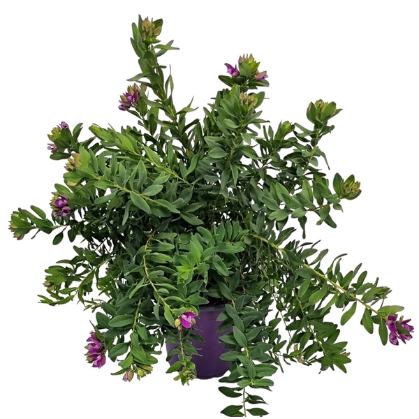 <h4>Polygala Myrtifolia Bush</h4>