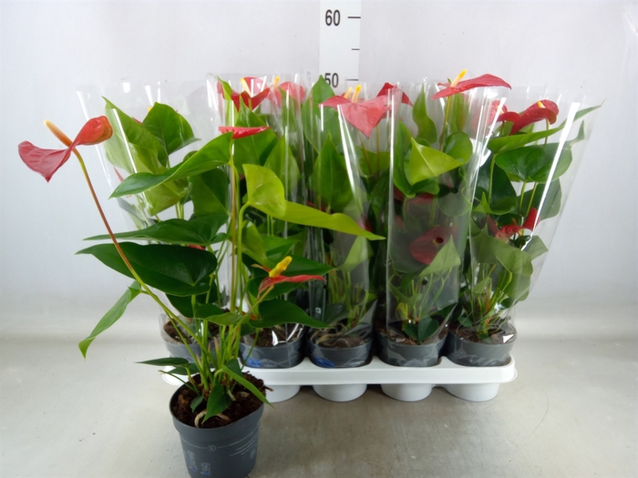 <h4>Anthurium andr. 'Karma Red'</h4>