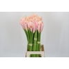 Zantedeschia Eydolls Salmon