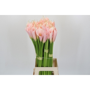 Zantedeschia Eydolls Salmon