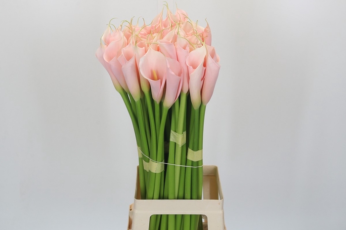 Zantedeschia Eydolls Salmon
