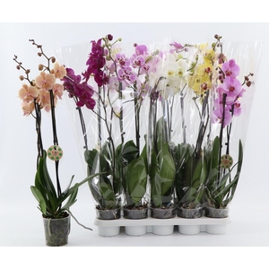 PHAL GEM 7 KL