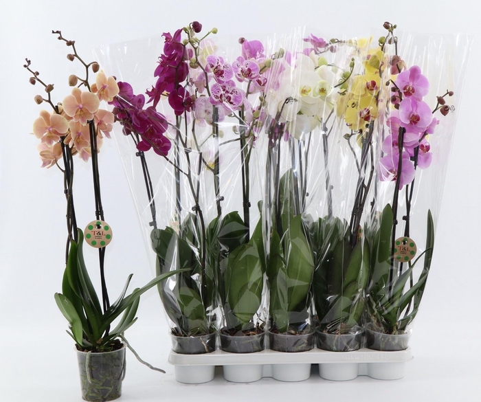 <h4>PHAL GEM 7 KL</h4>