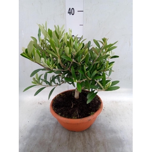 Olea europaea