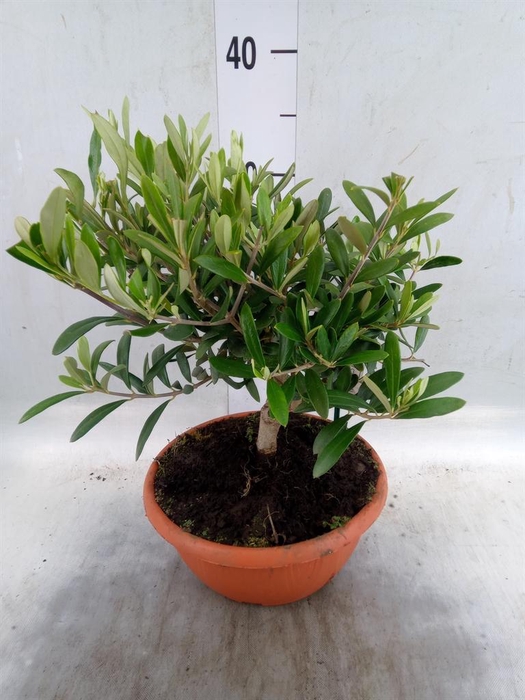 <h4>Olea europaea</h4>