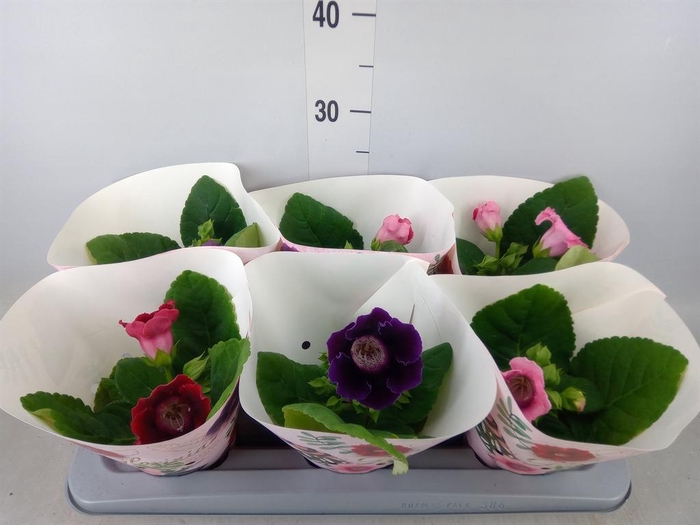 <h4>Sinningia   ...mix</h4>