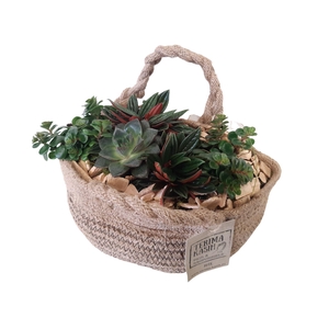 Arr.   Kamerplant Groen L%