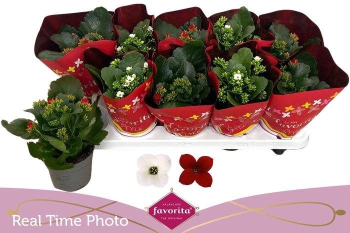 <h4>KAL EN GEM 2 KL</h4>