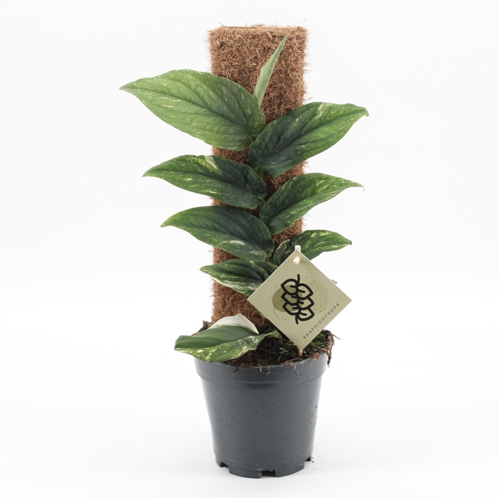 <h4>Rhaphidophora Korthalsii Variegata</h4>