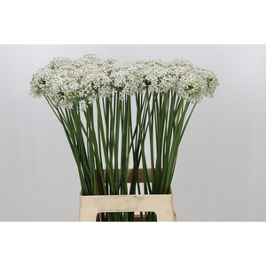 Allium Tuberosum