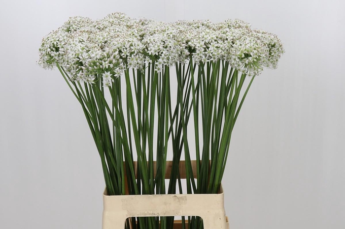 <h4>Allium Tuberosum</h4>