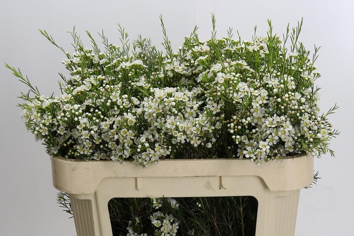 <h4>Chamelaucium Arbel</h4>