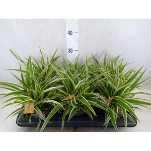 Chlorophytum com. 'Ocean'