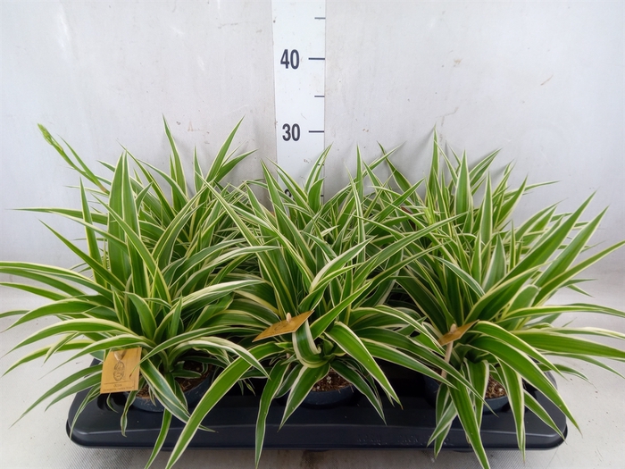 <h4>Chlorophytum com. 'Ocean'</h4>