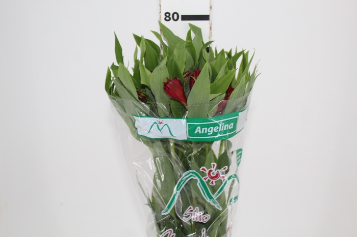 <h4>ALSTROEMERIA ANGELINA 080 CM</h4>