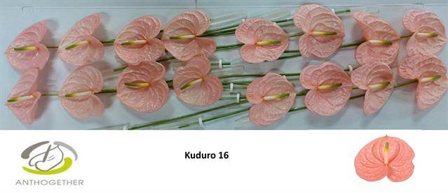 <h4>ANTH A KUDURO</h4>