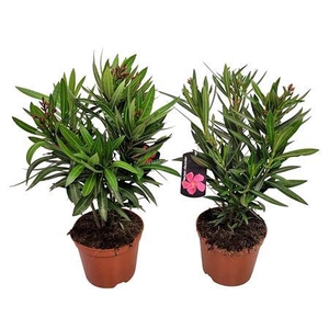Nerium Oleander Bush - 2054 17