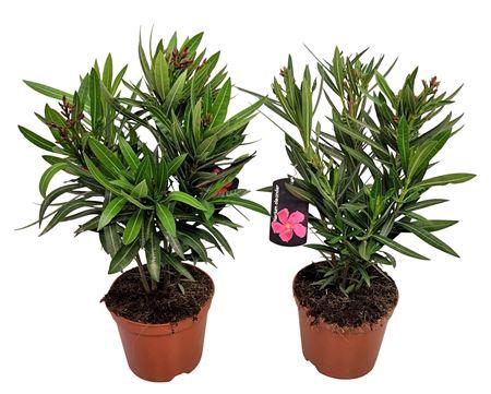 <h4>Nerium Oleander Bush - 2054</h4>