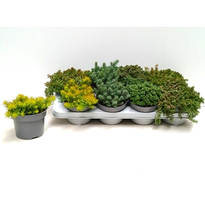 SEDUM MIXK