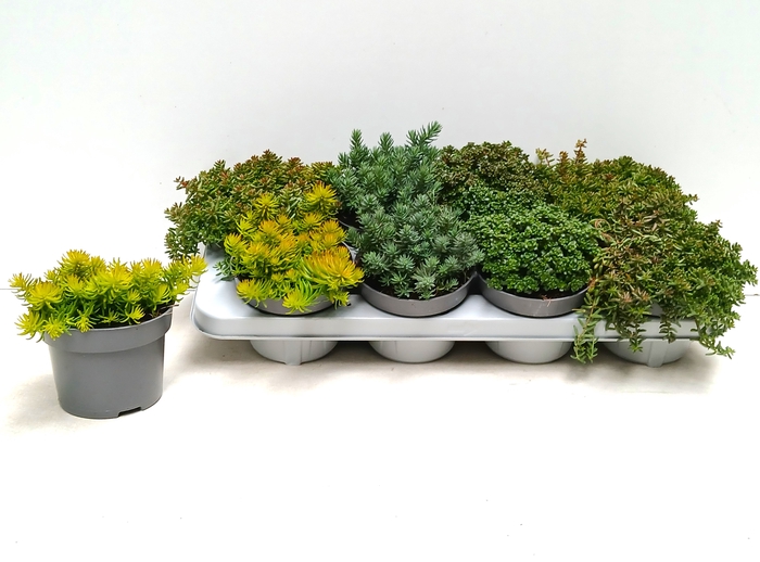 <h4>SEDUM MIXK</h4>