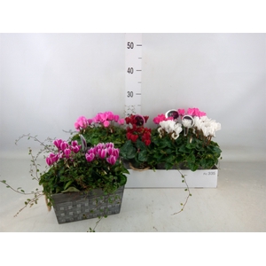 Arr.  Cyclamen L%
