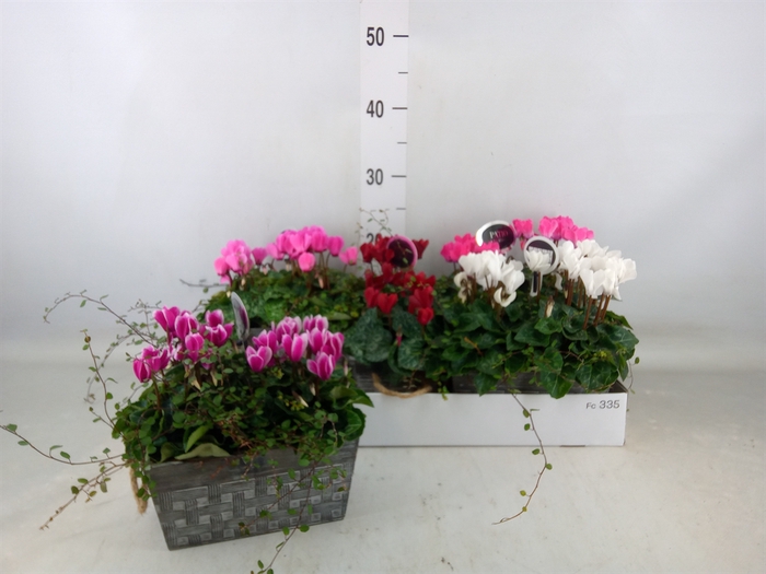 <h4>Arr.  Cyclamen L%</h4>