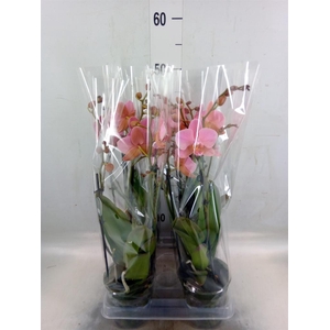 Phalaenopsis multi. 'Ant Treviso'